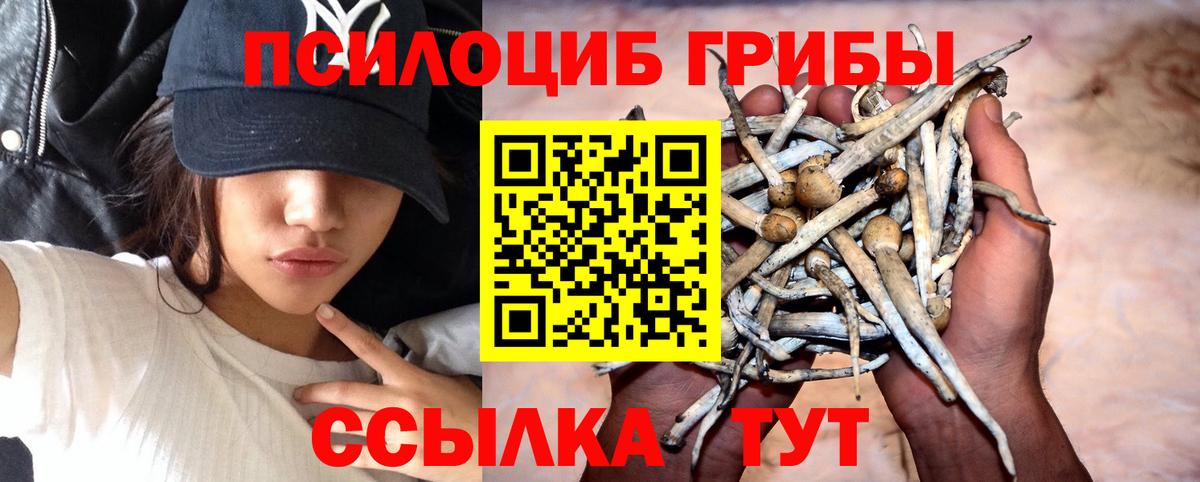 Псилоцибиновые грибы Psilocybe Томск